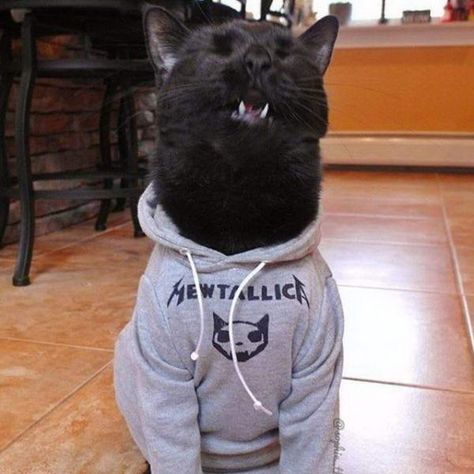 49 Pics so Random it Makes No Damn Sense - Funny Gallery Punk Cats, Funny Cat Photos, Crazy Funny Pictures, Cat Fashion, Cutest Thing Ever, Cat Clothes, Funny Animal Pictures, Crazy Cat Lady, Crazy Cats