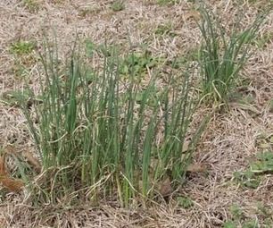 Cooking Wild Onions Wild Onion Recipes, Wild Onions In Yard, Wild Onions Recipes, Wild Onion, Onion Flower, Trail Food, Wild Onions, Wild Foraging, Homestead Kitchen