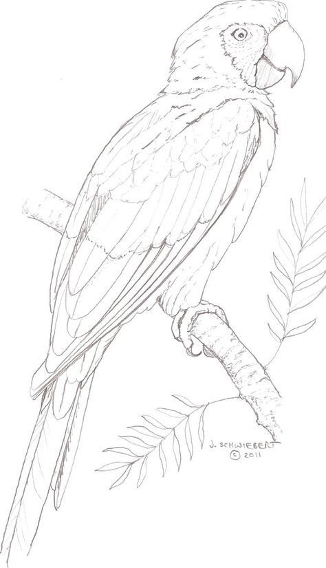 Ako Kresliť, Parrot Drawing, Parrots Art, Bird Sketch, Animal Drawings Sketches, Bird Coloring Pages, Outline Drawings, Animal Sketches, Bird Drawings