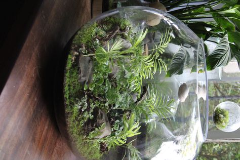 Moss Terrariums, Glass Bowl Terrarium, Bowl Terrarium, Growing Moss, Beautiful Terrariums, Plant Projects, Moss Terrarium, Garden Terrarium, Glass Terrarium