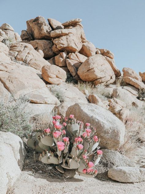 Western Environment, Joshua Tree Aesthetic, Desert Getaway, Nevada House, Joshua Tree Park, Desert Dweller, Desert Scenes, Joshua Trees, Desert Aesthetic