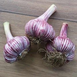 Garlic Bulbs Maddock Wight 250gm | Suttons Garlic Gardening, Garlic Garden, Hardneck Garlic, Garlic Bulbs, Spinach Seeds, Planting Garlic, Potatoes Onions, Growing Garlic, Garlic Potatoes