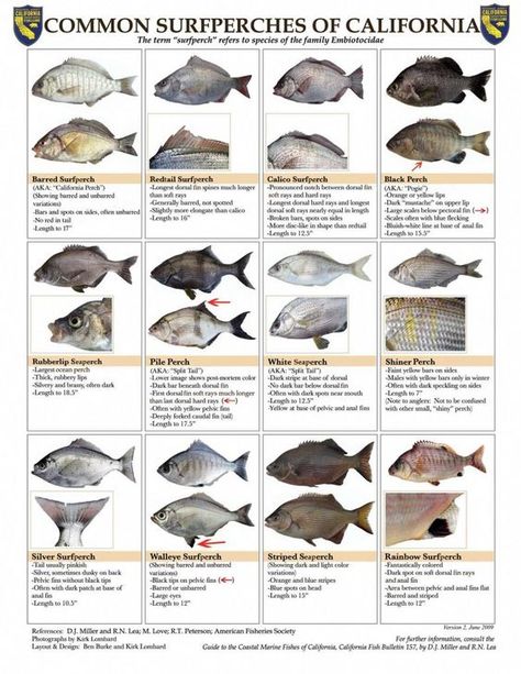 Common SurfPerches of California, Identification and limits. The recreational fishery for surfperch (family Embiotocidae) is open year-round. The daily bag and possession limit is 20 fish in combination of all species (except shiner perch), with not more than 10 fish of any one species. Shiner perch (Cymatogaster aggregata) have a separate bag and possession limit of 20 fish. Redtail surfperch (Amphistichus rhodoterus) have a minimum size limit of 10 ½ inches total length. Fish Chart, Florida Fish, Perch Fishing, Fishing 101, Salt Water Fishing, Surf Fishing, Fishing Techniques, Types Of Fish, Catching Fish