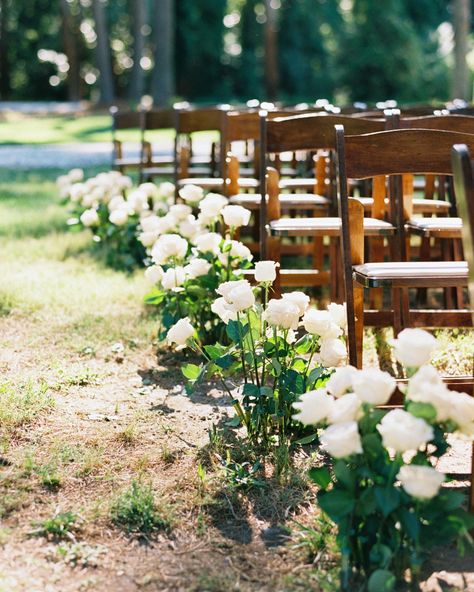 Ivory roses line the aisle Roses Lining Aisle, Budget Friendly Wedding Aisle Decor, White Roses Down Isle, Flowers Down Isle Wedding Aisles, Wedding Walkway Flowers Aisle Runners, Roses In Ground Wedding Aisle, Rose Aisle Wedding, Rose Lined Aisle, Flower Lined Aisle Wedding