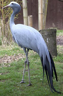 Blue Crane  National Bird of South Africa            Anthropoides  Paradiseus     Bloukraanvoel Siberian Crane, Strange Birds, South African Animals, South African Birds, Blue Crane, White Crane, Africa Wildlife, Crane Bird, Most Beautiful Animals