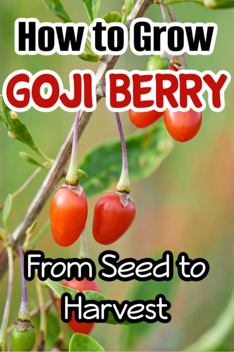 Growing Goji Berries: Seed to Harvest Guide

Learn how to successfully grow Goji berries from seed to harvest. Check out our step-by-step instructions, and techniques for a bountiful goji berry harvest.

https://dianfarmer.com/how-to-grow-goji-berries-from-seed-to-harvest/
#gardenlife #gardensofinstagram #veggiegarden #pottedgarden #gardeningismytherapy #containergardening #kitchengarden #mygarden #urbangarden #nature #growyourownfood #organicgarden Grow Goji Berries, Growing Goji Berries, Goji Berry Recipes, Growing Fruit Trees, Vegetable Garden For Beginners, Homestead Gardens, Goji Berry, Finance Saving, Garden Recipes