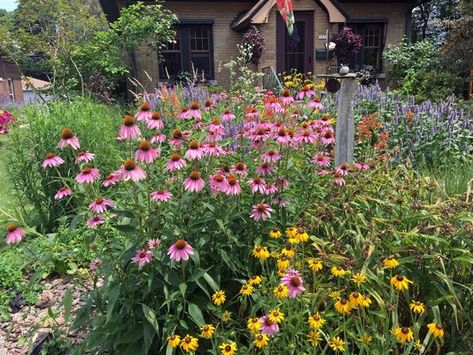 Micro Prairie, Native Plant Landscape, Landscaping Shrubs, Prairie Planting, Prairie Garden, California Native Plants, Native Plant Gardening, Meadow Garden, Pollinator Garden