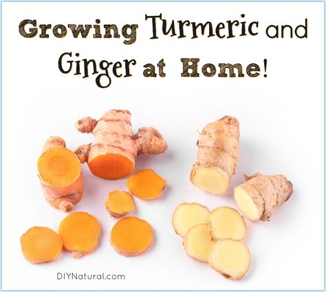 Growing Turmeric and Growing Ginger: Growing Healthy Roots at Home! How To Plant Turmeric Root, Growing Tumeric Outdoors, Growing Tumeric In Containers, How To Grow Turmeric, Turmeric Growing, Ginger Growing, Growing Turmeric, Flowers Arrangements Ideas, Grow Turmeric