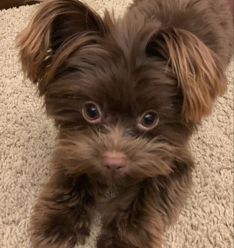 Yorkie With Dyed Hair, Yorkie Terrier Mix, Shorkie Puppies, Morkie Puppies For Sale, Yorkie Breeders, Parti Colored Yorkies, Morkie Puppies, Yorkie Puppy For Sale, Yorkie Mix