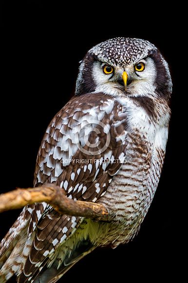 Hawk Owl Barred Owls, Hawk Owl, Awesome Owls, Nocturnal Birds, Owl Photos, Alberto Giacometti, Hoot Owl, Owl Pictures, Beautiful Owl