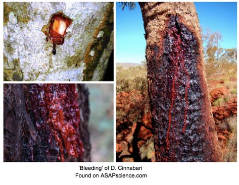 Dracaena Cinnabari- The Dragon’s Blood Tree – Botany Nerds Dracaena Cinnabari, Dracaena Draco, Dragons Blood Incense, Dragon Blood Tree, Growing Mushrooms At Home, Giant Strawberry, Goth Garden, Strawberry Seed, Dragon Tree