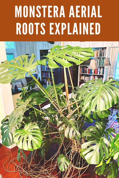 Monstera Aerial Roots, Monstera Varieties, Easy Houseplants, Houseplant Tips, Monstera Plant Care, Cleveland Botanical Garden, Popular Plants, Monstera Plants, Houseplant Care