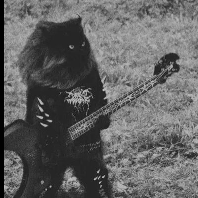 Heavy Metal Cat, Metal Cats, Rock Cat, Metal Cat, Cat Cuddle, Cat Toilet, Indie Movies, Cat Garden, Cat Crafts