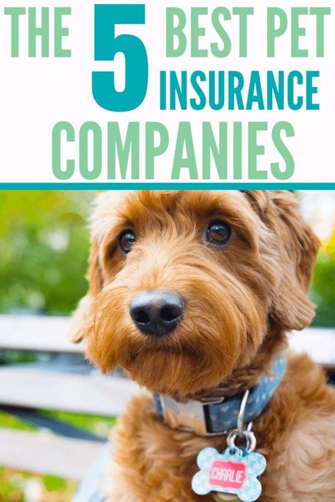 Pet Insurance Cockapoo Breeders, Wellness Plan, Cockapoo Dog, Insurance Companies, Pet Insurance, Long Term Care, Cat Health, Pitbull Dog, Cool Pets