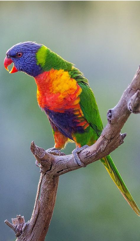 Lori arcoiris - Rainbow Lorikeet - Regenbogenlori - Loriquet arc-en-ciel Real Birds, Rainbow Lorikeet, Bird Fashion, Bird Identification, Unusual Animals, Australian Birds, Australian Animals, Big Bird, Pretty Birds