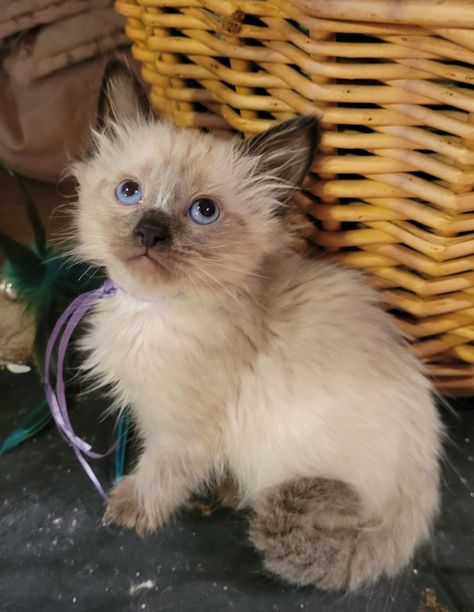 Mink Ragdoll Kitten, Ragamese Kittens, Munchkin Kittens For Sale, Blue Point Ragdoll Kitten, Flame Point Ragdoll Kitten, Blue Bicolor Ragdoll, Ragdoll Kittens For Sale, Munchkin Kitten, Sepia Ragdoll Kitten