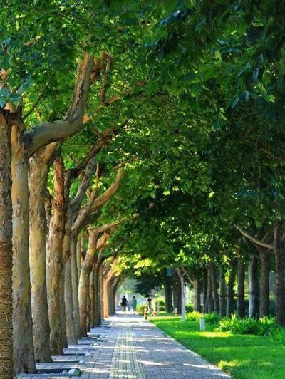 london plane tree grow zone - Brave Search London Plane Tree, London Plane, Plane Tree, Easy Garden, Growing Tree, Green Thumb, Gardening Tips, Brave, Yard