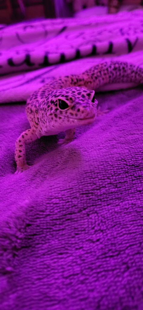 ✨This is my friends leopard gecko and his name is leo💛 Leopard Gecko Smile, Leopard Gecko Cute, Leopard Gecko Habitat, Leopard Gecko Morphs, Gecko Habitat, Gecko Terrarium, Cute Gecko, Pet Lizards, Cute Lizard