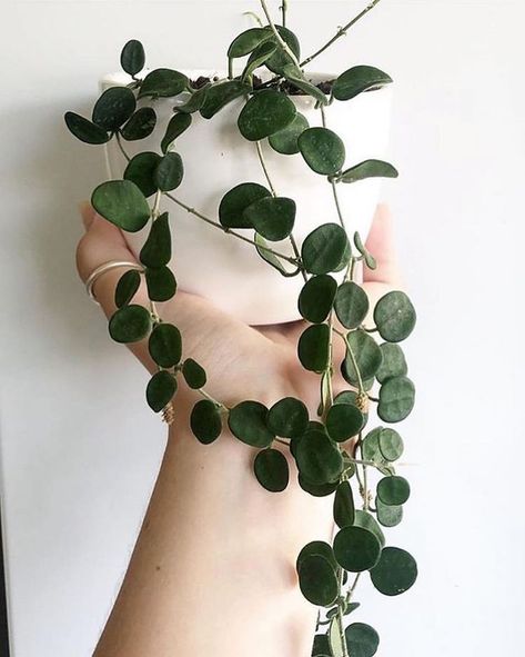 hoya serpens just getting good 🌿👌 excited to have some of these fresh in the greenhouse with our new hoya collection // 📷 @botanicalblissfulness via @thehoyacollective Hoya Serpens, Hoya Collection, Statement Plants, Green Therapy, Indoor Cactus Plants, Plant Friends, Best Greenhouse, Dream Plants, Plant Wishlist