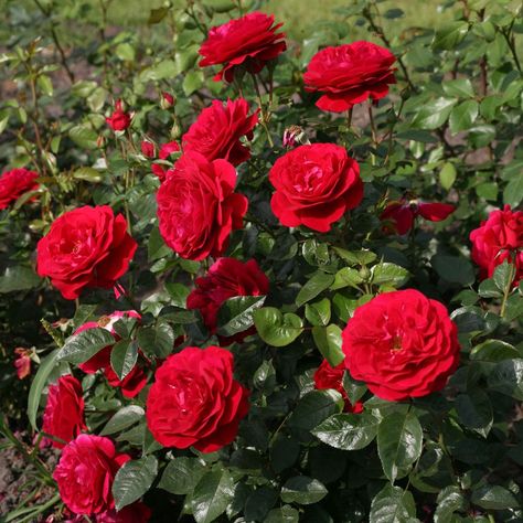 Bordeaux cityscape. Floribunda Floribunda Rose, Floribunda Roses, Growing Roses, Hybrid Tea Roses, Planting Roses, Rose Bush, Easy Garden, Tea Roses, Landscape Projects