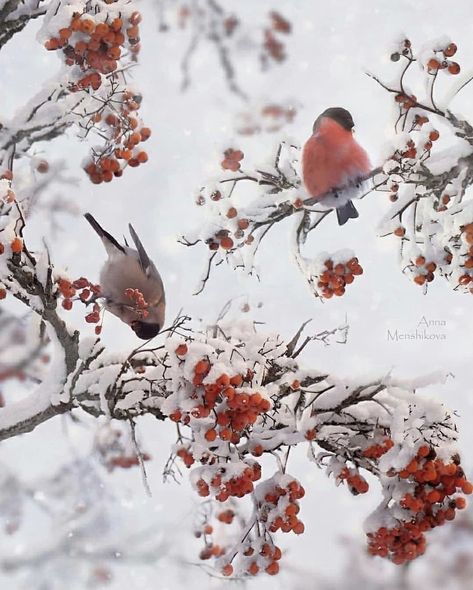 Congratulations Photos, Nature Quotes Adventure, Travel Quotes Wanderlust Adventure, Travel Quotes Adventure, Winter Woodland, Winter Bird, Winter Animals, Winter Break, Christmas Mood