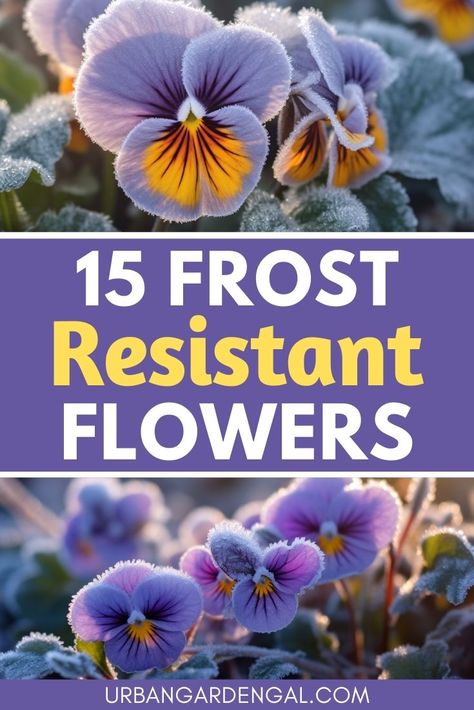 frost resistant flowers in the garden Winter Landscape Ideas Front Yard, Winter Pansies In Pots, All Year Flowering Plants, Pansies In Flower Beds Front Yards, Winter Garden Ideas Outdoors, Winter Garden Flowers, Fall And Winter Flowers To Plant, Pansy Container Ideas, Spring Flower Garden Ideas