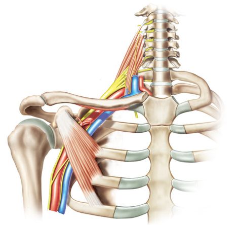 Brachial Plexus Injury, Brachial Plexus, Shoulder Impingement, How To Help Nausea, Human Body Anatomy, Poor Circulation, Medical Anatomy, Basic Facts, Spinal Cord