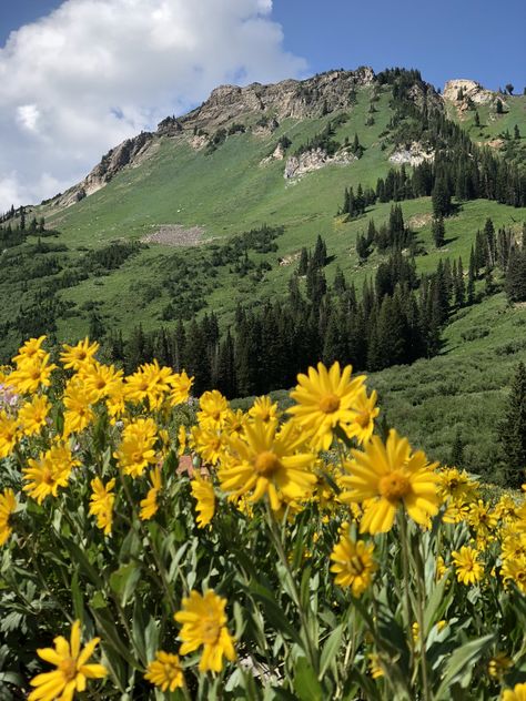 Albion Basin, Little Cottonwood Canyon, Utah Cottonwood Canyon Utah, Albion Basin, Photography Places, Alpine Garden, Perennial Grasses, Alpine Plants, Dream Places, Different Plants, Plant Species