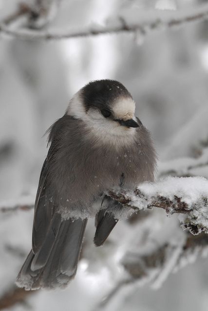 The gray jay, also grey jay, Canada jay or whiskey jack, is a member of the crow and jay family found in the boreal forests across North America. Gray Jay, Regnul Animal, Jay Bird, Kinds Of Birds, Winter Bird, Pretty Birds, Little Birds, 귀여운 동물, Bird Watching