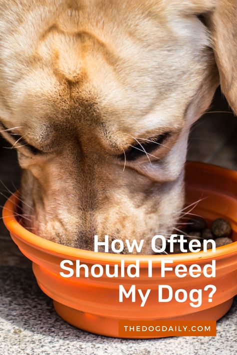 How Much Should I Feed My Dog, How Much To Feed Your Dog, Dog Feeding Schedule, Feeding Puppy, Puggle Dogs, Huge Dogs, Dog Best Friend, Dog Information, Healthy And Happy