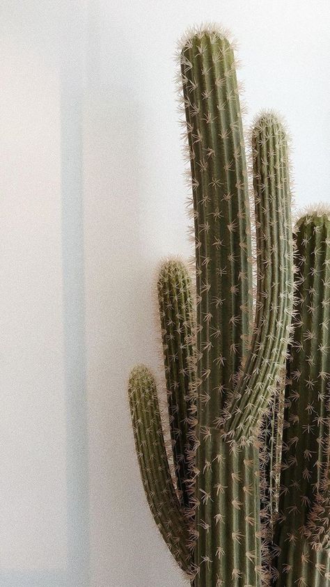 Cactus Aesthetic, Zen Aesthetic, Tiny Garden Ideas, Plain Wallpaper Iphone, Cactus Pictures, Cute Wallpapers For Ipad, Western Wallpaper Iphone, Cactus Painting, Instagram Background