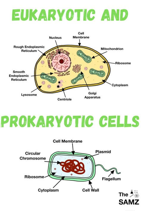 Eukaryotic Cell Drawing With Label, Difference Between Prokaryotic And Eukaryotic Cells, Eukaryotic Cell Diagram, Prokaryotic Cell Drawing With Label, Prokaryotic Cell Diagram, Eukaryotes And Prokaryotes, Prokaryotic And Eukaryotic Cells Notes, Prokaryotic Cell Notes, Phosphodiester Bond