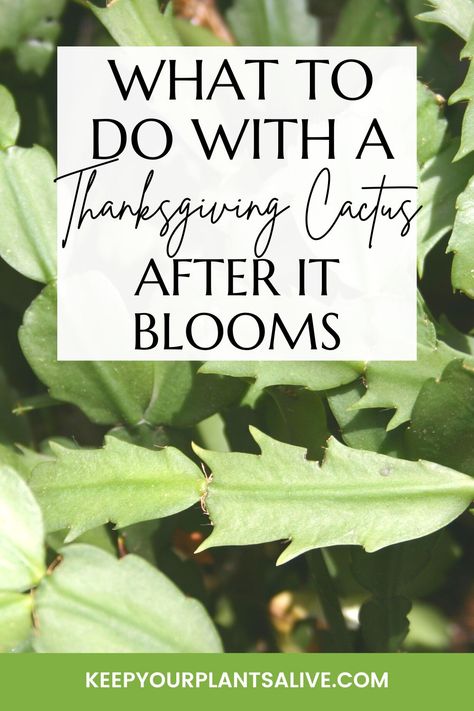 Have the flowers faded from your Thanksgiving cactus? Discover the essential steps to follow after your Thanksgiving cactus blooms! Thanksgiving Cactus Care Tips, Thanksgiving Cactus Care, Christmas Cactus Care, Christmas Cactus Plant, Easter Cactus, Thanksgiving Cactus, Succulent Bowls, Holiday Cactus, Indoor Cactus