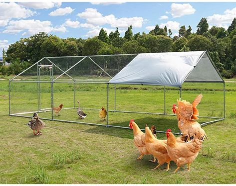 Amazon.com: Large Metal Chicken Coop Walk-in Poultry Cage Hen Run House Rabbits Habitat Cage Spire Shaped Coop with Waterproof and Anti-Ultraviolet Cover for Outdoor Backyard Farm Use (10' L x 13' W x 6.4' H) : Patio, Lawn & Garden Rabbits Habitat, Large Chicken Run, Metal Chicken Coop, Chicken Tunnels, Automatic Chicken Coop Door, Rabbit Habitat, Chicken Raising, Poultry Cage, Backyard Farm