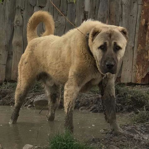 Kangal Dog Aesthetic, Cool Dog Breeds, Turkish Kangal Dog, Turkish Kangal, Alabai Dog, Massive Dogs, Big Fluffy Dogs, Kangal Dog, Rare Dog Breeds