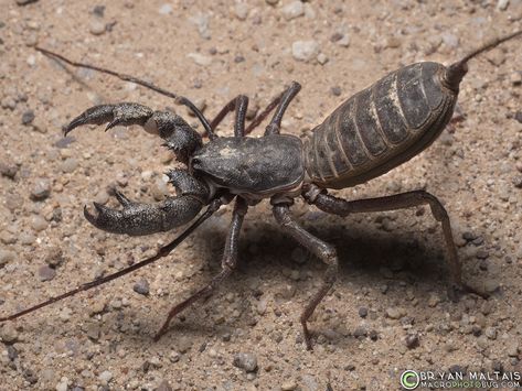 Whip Scorpion, Fish Rocks, Creepy Animals, Cool Insects, Bug Collection, Amazing Animal Pictures, Nature Photographer, Lovely Creatures, Creepy Crawlies