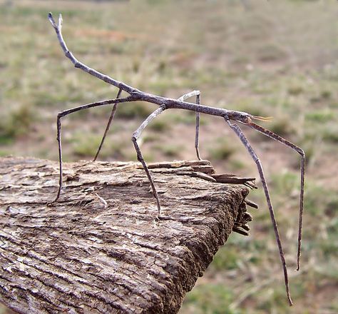 Phasmatodea (sometimes called Phasmida or Phasmatoptera) are an order of insects, whose members are variously known as stick insects (in Europe and Australasia), walking sticks or stick-bugs (in the United States and Canada), phasmids, ghost insects and leaf insects (generally the family Phylliidae). Walking Stick Bug, Walking Stick Insect, Macro Fotografia, Stick Bug, Stick Insect, A Bug's Life, Beautiful Bugs, Arthropods, Creepy Crawlies