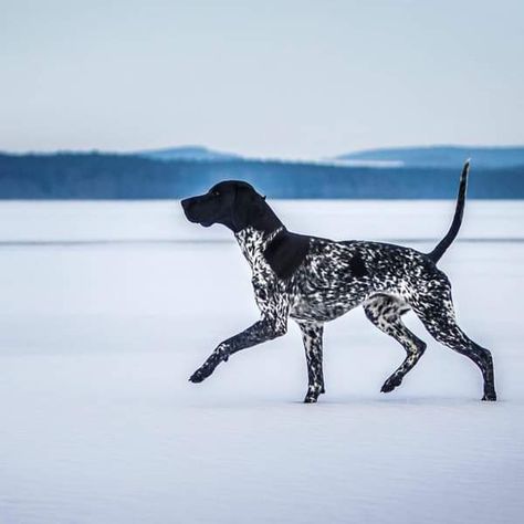 Black Gsp, German Short Haired Pointer, German Shorthaired Pointer Black, Dog Farm, Gsp Dogs, Shorthair Pointer, Gsp Puppies, Short Haired Pointer, Fit Dogs