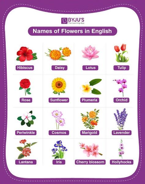 Names Of Flowers, Types Of Daisies, Primrose Plant, 5 Petal Flower, Flowers Name, Plant Names, Long Stem Flowers, Geranium Flower, Hindi And English