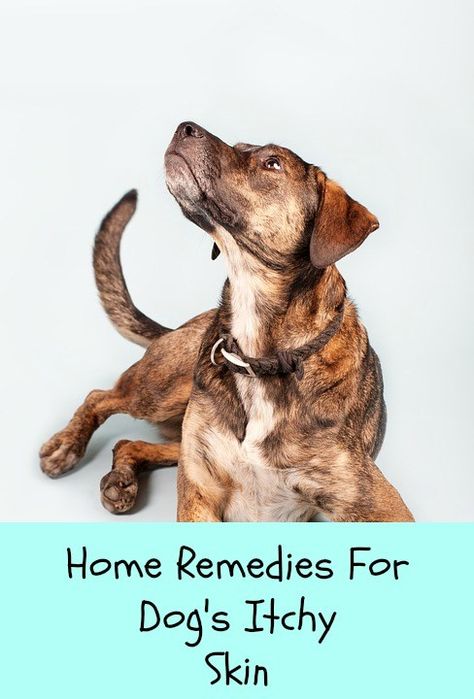 Stop Dog Itching, Dog Itchy Skin Remedy, Dog Allergies Remedies, Dog Itching Remedies, Itchy Dog Skin, Itchy Skin Remedy, Dog Skin Allergies, Essential Oils Dogs, Itchy Dog