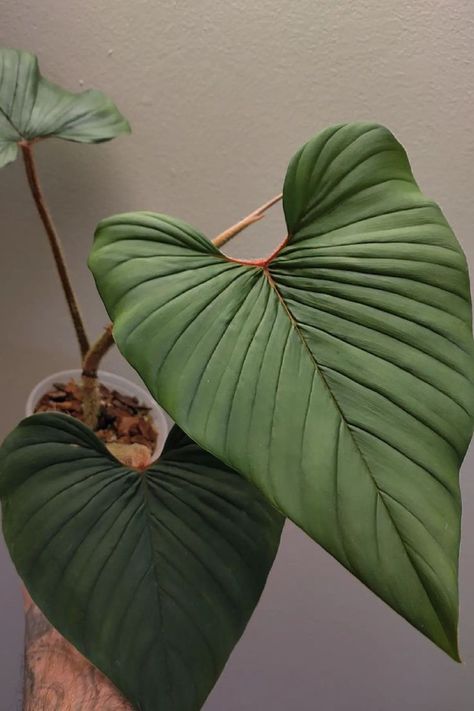 Delve into the world of nurturing Philodendron Squamicaule with our expert insights. From ideal lighting conditions to watering techniques, we've got you covered. Elevate your indoor garden game with these essential care tips. Ready to make your Philodendron Squamicaule thrive? Dive in and discover what you need to know for its lush growth! IG Photo by: 2plantdaddy Philodendron Squamicaule, Garden Games, Indoor Garden, Care Tips, Nicaragua, Plant Care, Ecuador, Panama, Lush