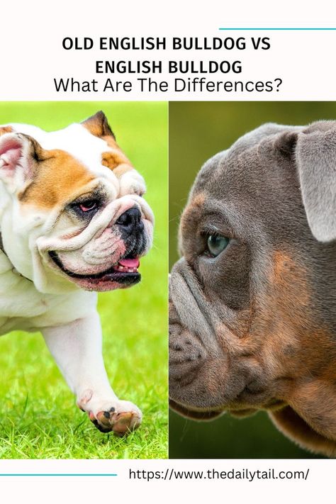 Old English Bulldog vs English Bulldog – What Are The Differences? Olde English Bulldogge, Bulldog Breeds, Old English Bulldog, Dog Behavior, Old English, English Bulldog, Dog Breeds, The Old, Bulldog