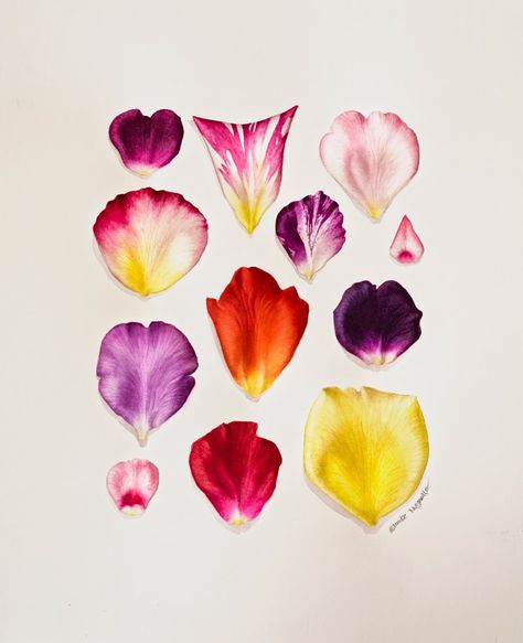 Eunike Nugroho: Rose Petals: Playing with New Colours Flower Pedals, Flower Journal, Petal Art, Theme Nature, Illustration Botanique, Pressed Flower Art, Botanical Painting, Botanical Watercolor, Botanical Drawings