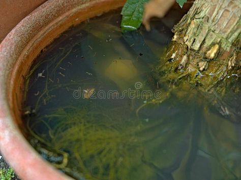 Mosquito larvae inside a potted plant fill with stagnant water royalty free stock photos Stagnant Water, Mosquito Larvae, Free Stock Photos, Mansion, Royalty Free Stock Photos, Royalty, Royalty Free, Stock Photos, Plants