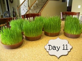 FlipChick Designs: Search results for Wheatgrass Centerpieces Grass Centerpiece Ideas, Wheatgrass Centerpiece, Wheat Grass Centerpiece, Growing Wheat Grass, Grass Centerpiece, Banquet Centerpieces, Relief Society Birthday, Cat Grass, Golf Theme