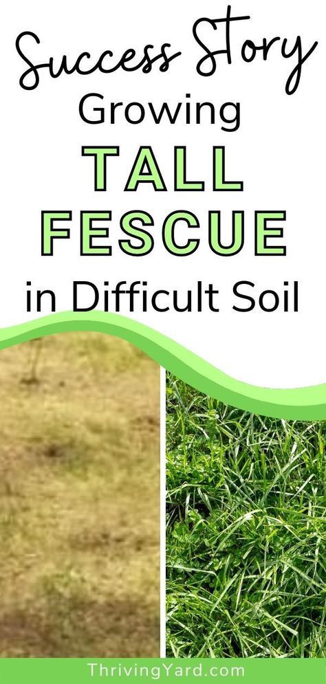 A real-life journey in transforming a difficult lawn into a lush green lawn. They used Tall Fescue which is an excellent grass choice for difficult soils in colder climates. And the key to improving difficult soil – deep core integration. All the steps and principles in transforming this lawn are discussed here. #gardeningtips #lawncare #greenlawn #claysoil #improveclaysoil Fescue Grass Lawn, Tall Fescue Lawn, Fescue Grass, Tall Fescue, Deep Core, Diy Lawn, Lawn Care Tips, Lawn Maintenance, Life Journey