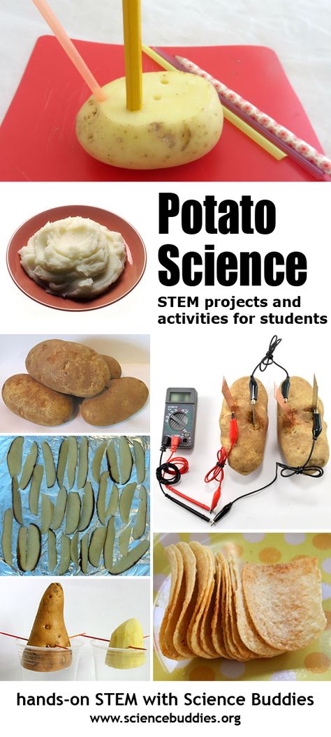 Potato Science Collection Potato Science Experiment For Kids, Potato Stem Activities, Potato Activity For Preschool, Potato Activities For Kids, Potato Crafts For Kids, Potato Activities, Potato Craft, 4h Activities, Potato Science Experiment