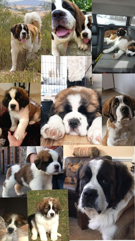 saint Bernard Baby Saint Bernard, Saint Bernard Puppy, Saint Bernard Dog, Saint Bernard Puppies, Saint Bernard Aesthetic, Baby St Bernard, St Bernard Christmas, St Bernard Puppy, Puppy Wallpaper