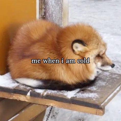 Fox Tail Aesthetic, Fox Regressor, Human Fox Oc, Fox Meme, Silly Fox, Winter Meme, Fox Pet, Fox Memes, Fox Funny