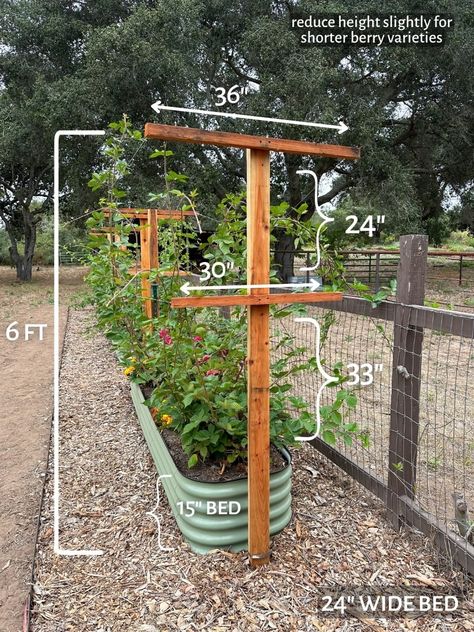 Trellis For Grapes, Grape Trellis Ideas, Honeysuckle Trellis, Berry Trellis, Blackberry Trellis, Outdoor Trellis Ideas, Raspberry Trellis, Grape Trellis, Berry Garden